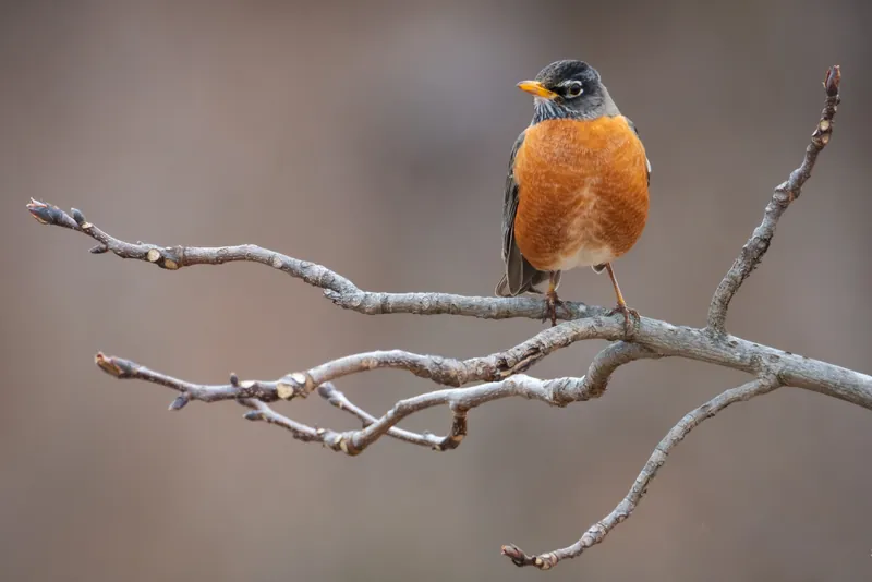Robin, Milwaukee River. 2020.